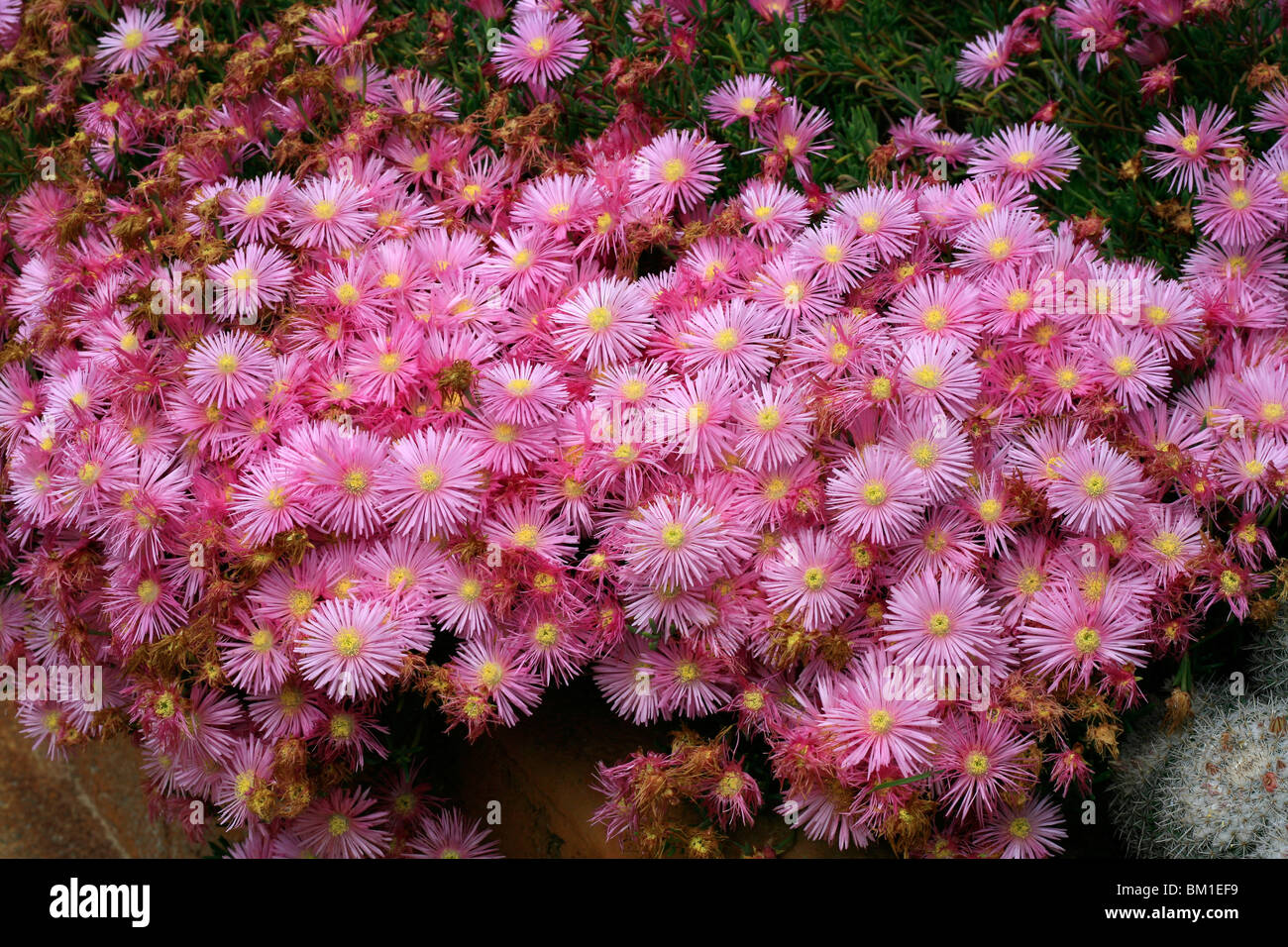 Lampranthus Spectabilis, Hybrid, nachgestellte Ice-Werk Stockfoto