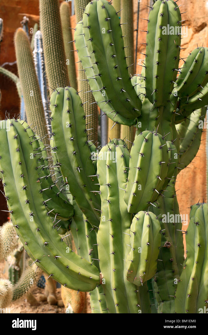 Myrtillocactus Geometrizans, Kaktus Stockfoto