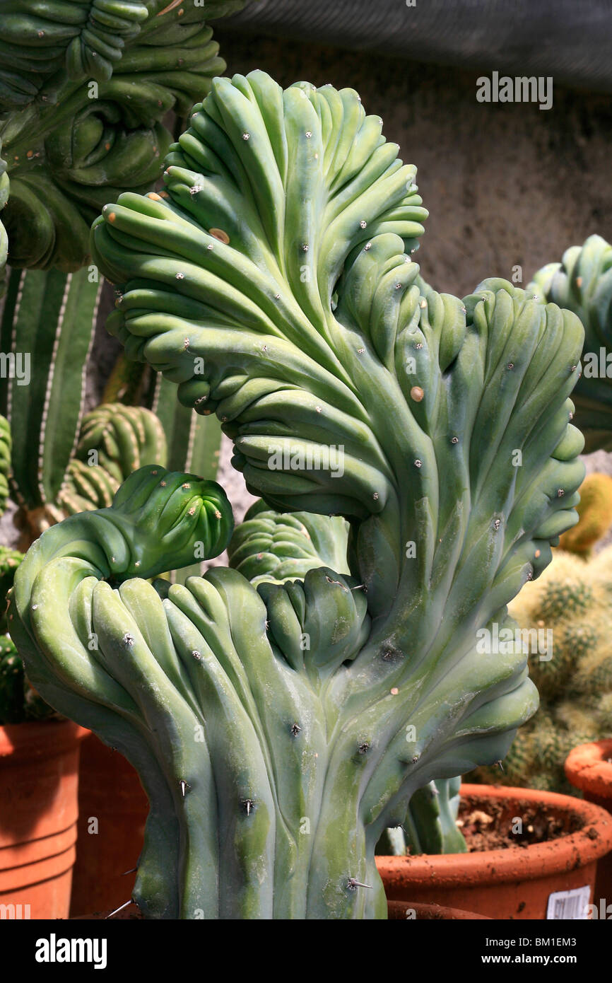 Myrtillocactus Geometrizans F. Cristata, crested Kaktus, Kaktus-crestato Stockfoto