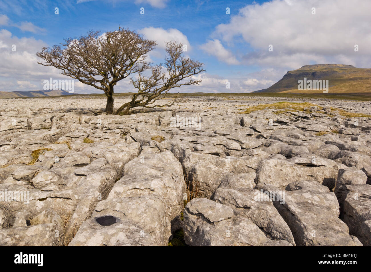 Baum wächst durch den Kalkstein der weiße Narben, Ingleton, Yorkshire Dales National Park, Yorkshire, England, Vereinigtes Königreich Stockfoto