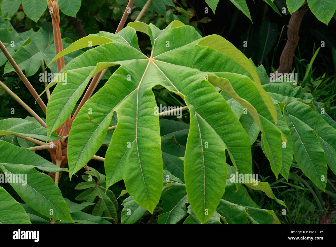Tetrapanax Papyrifera "Rex", Reispapier Pflanze Stockfoto