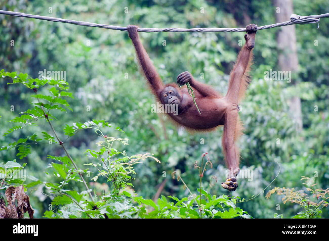Sepilok Orang Utan Rehabilitation Centre, Borneo, Malaysia, Südostasien, Asien Stockfotografie
