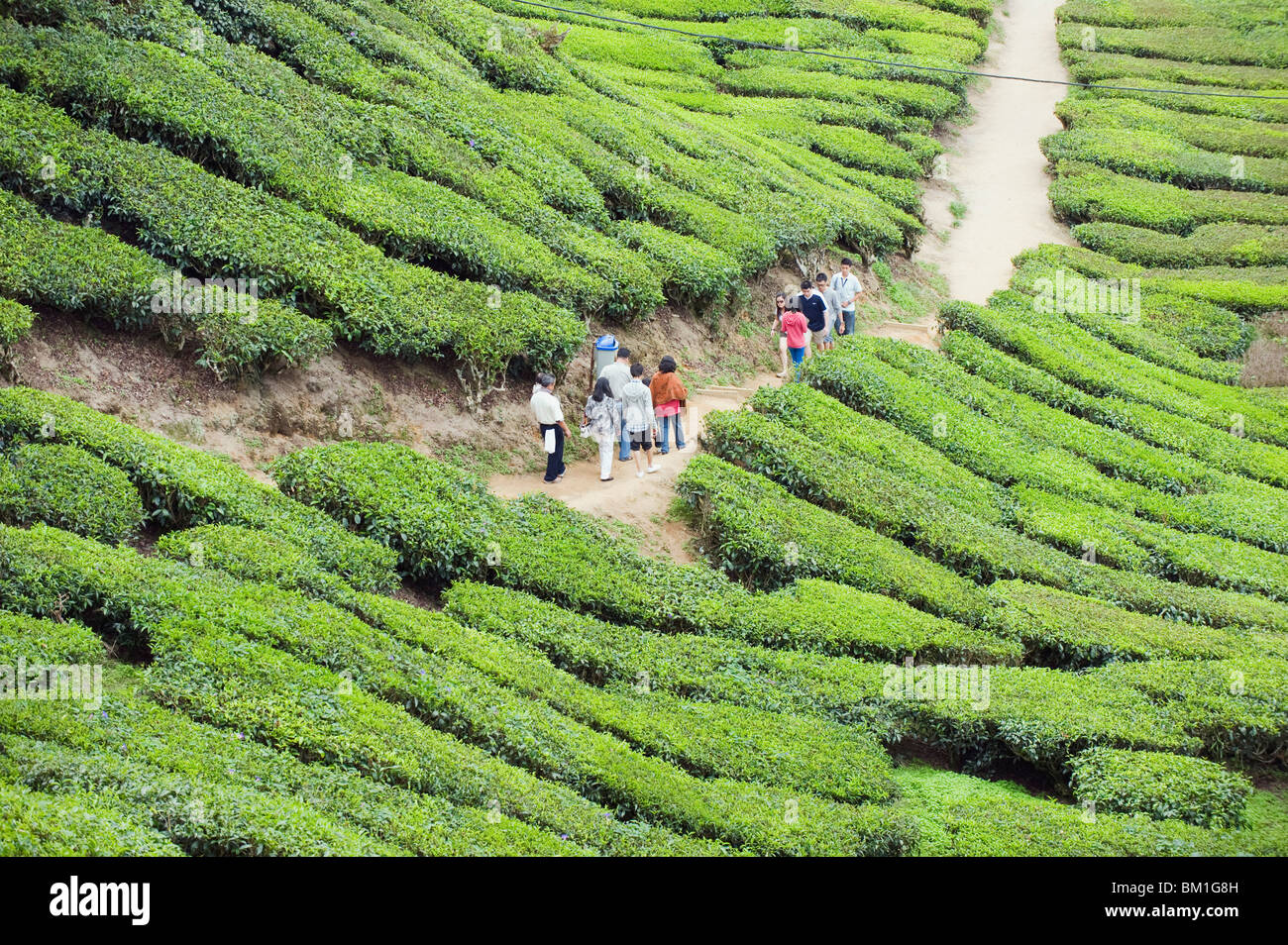 Geben Sie Touristen zu Fuß in einer Teeplantage, BOH Sungai Palas Teeplantage, Cameron Highlands, Perak, Malaysia, Südost-Asien Stockfoto