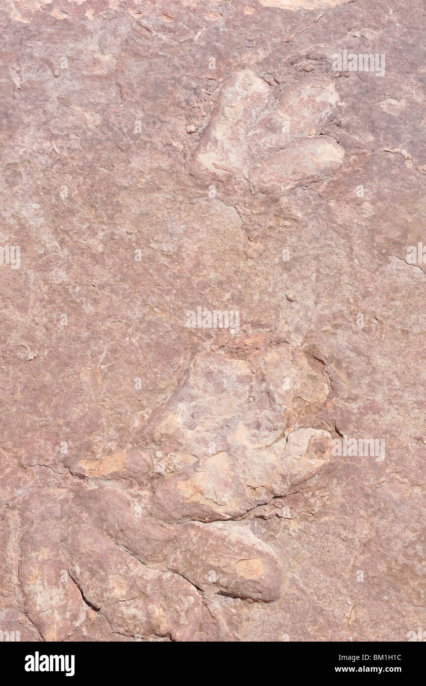 Dinosaurier Fußabdruck Stockfoto