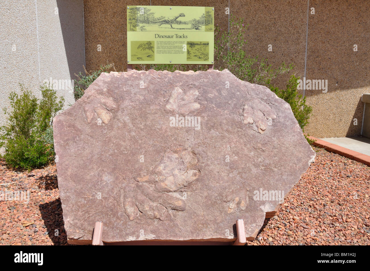 Dinosaurier Fußabdruck Stockfoto