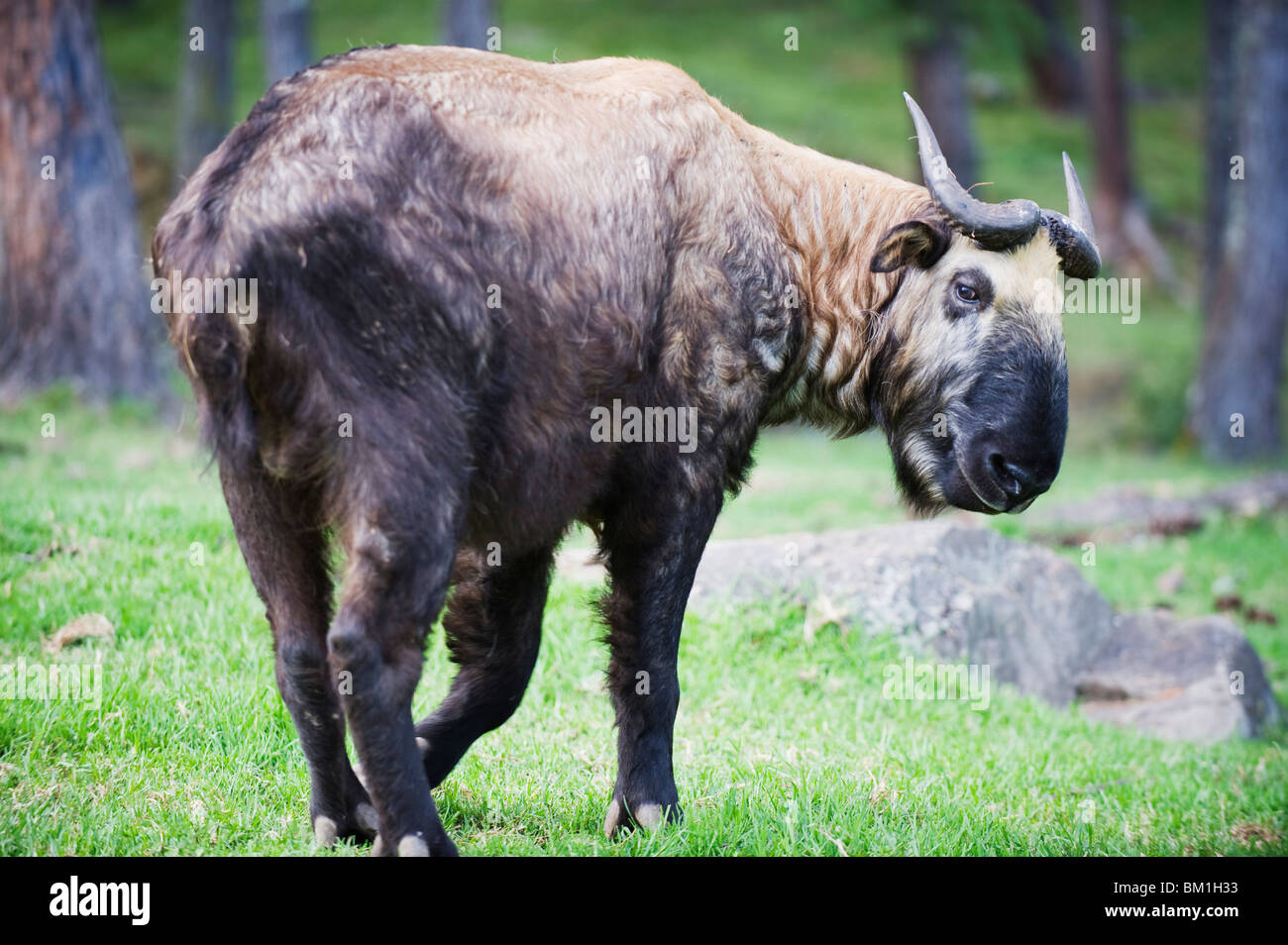 Takin, Nationaltier von Bhutan, Motithang Takin zu bewahren, Thimphu, Bhutan, Asien Stockfoto