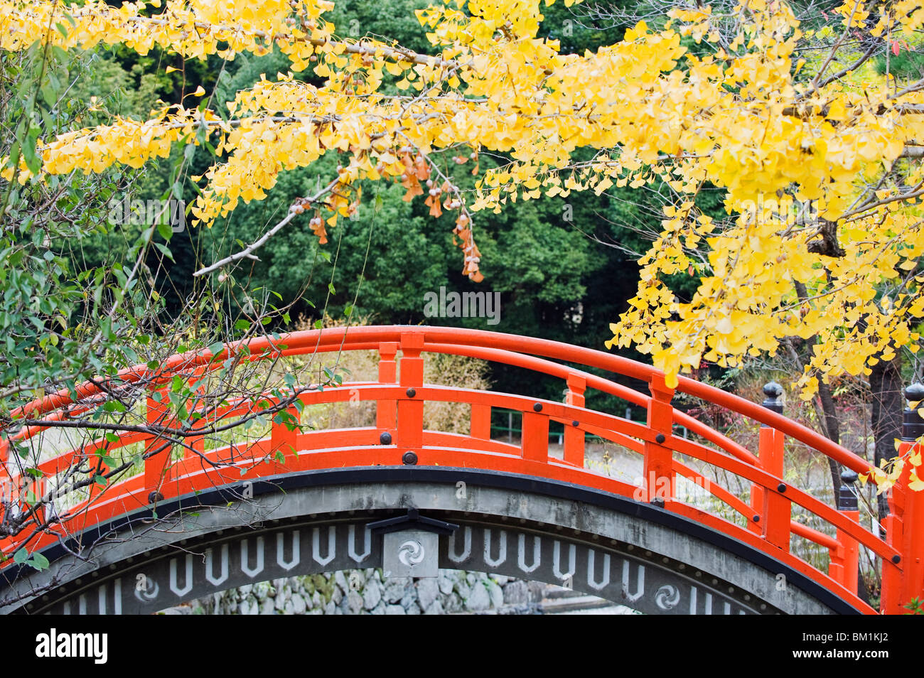 Eine rote gewölbte Brücke und gelb Ginkgo Baumblätter, Shimogamo Schrein, Tadasu kein Mori, Kyoto, Japan, Asien Stockfoto