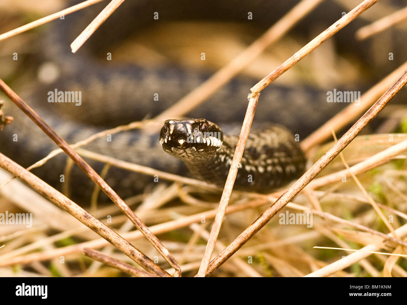 Addierer Schlange Grass Schottland Reptil Stockfoto