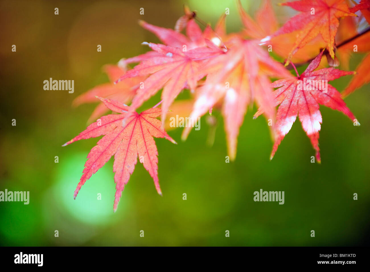 Herbstliche Ahornblätter, Sagano Bereich, Kyoto, Japan, Asien Stockfoto