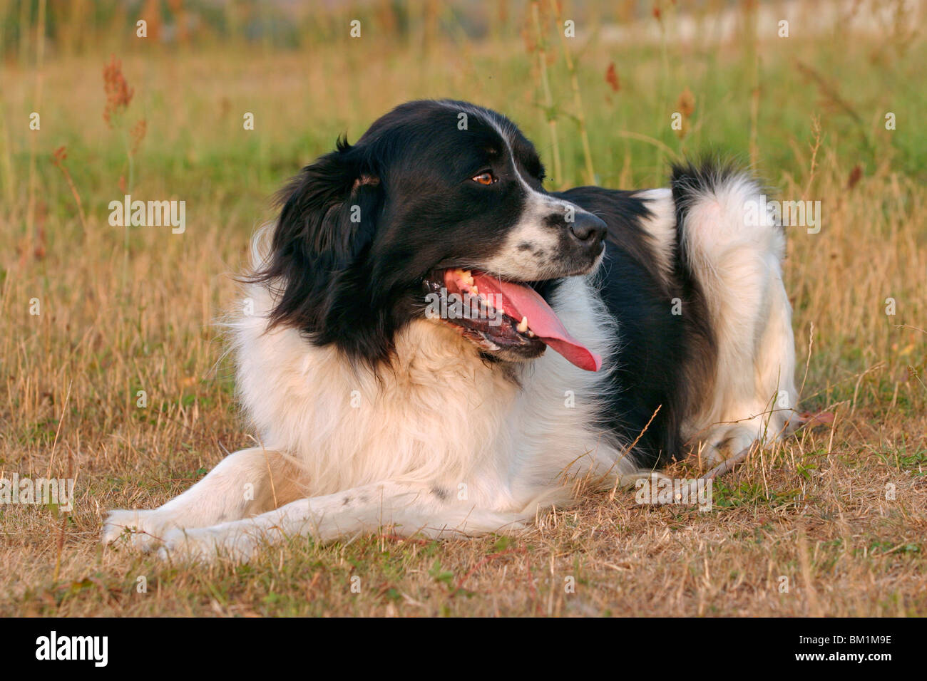 Liegender / liegend Landseer Stockfoto