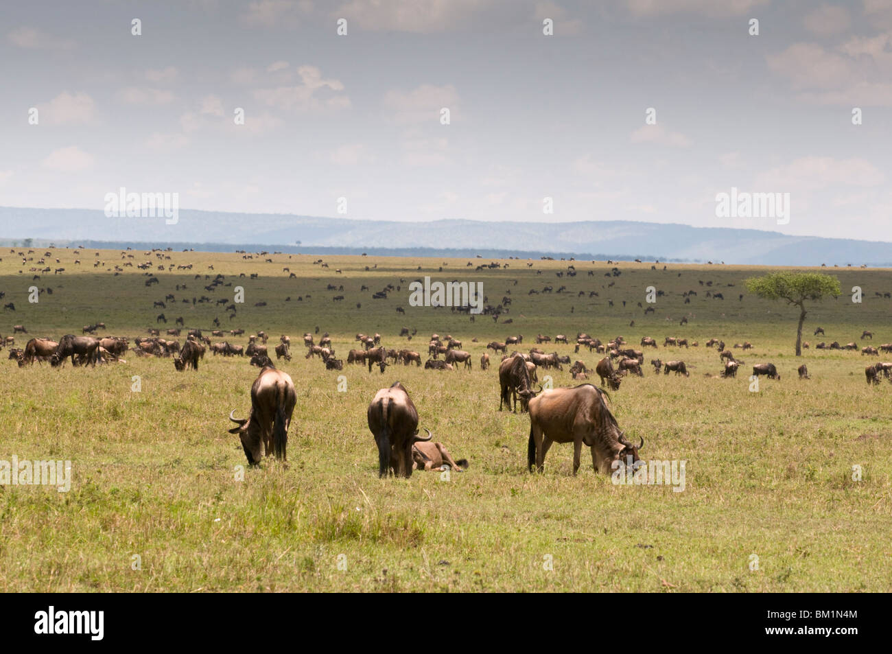 Wanderung der Gnus (Connochaetes Taurinus), Masai Mara National Reserve, Kenia, Ostafrika, Afrika Stockfoto