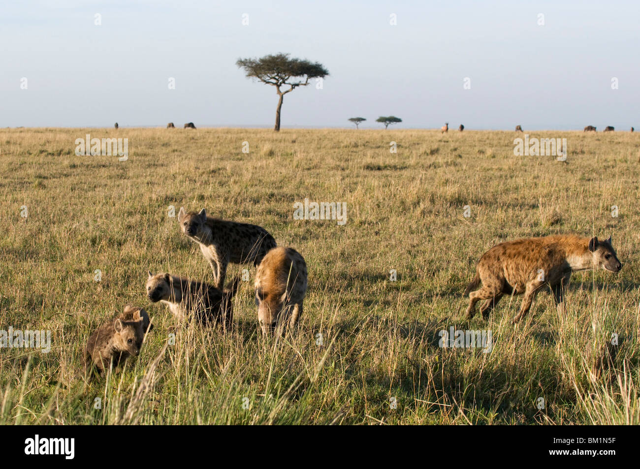 Gesichtet, Hyänen und Cubs (Crocuta Crocuta), Masai Mara National Reserve, Kenia, Ostafrika, Afrika Stockfoto