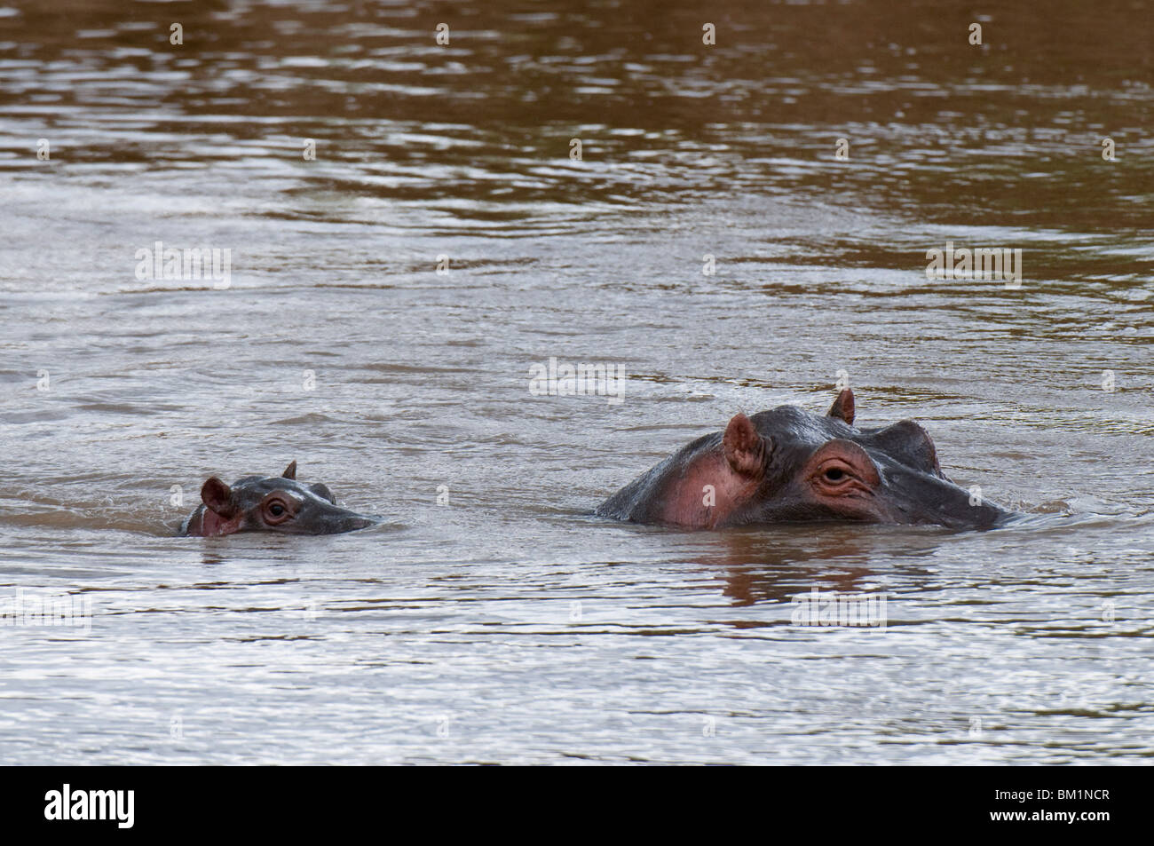 Erwachsenen und Baby Nilpferd, (Hippopotamus Amphibius), Masai Mara National Reserve, Kenia, Ostafrika, Afrika Stockfoto