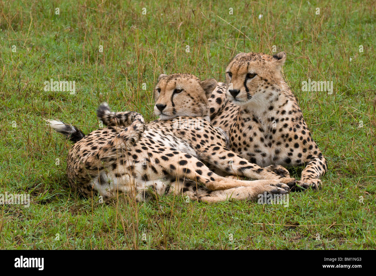 Gepard (Acinonyx Jubatus), Masai Mara National Reserve, Kenia, Ostafrika, Afrika Stockfoto