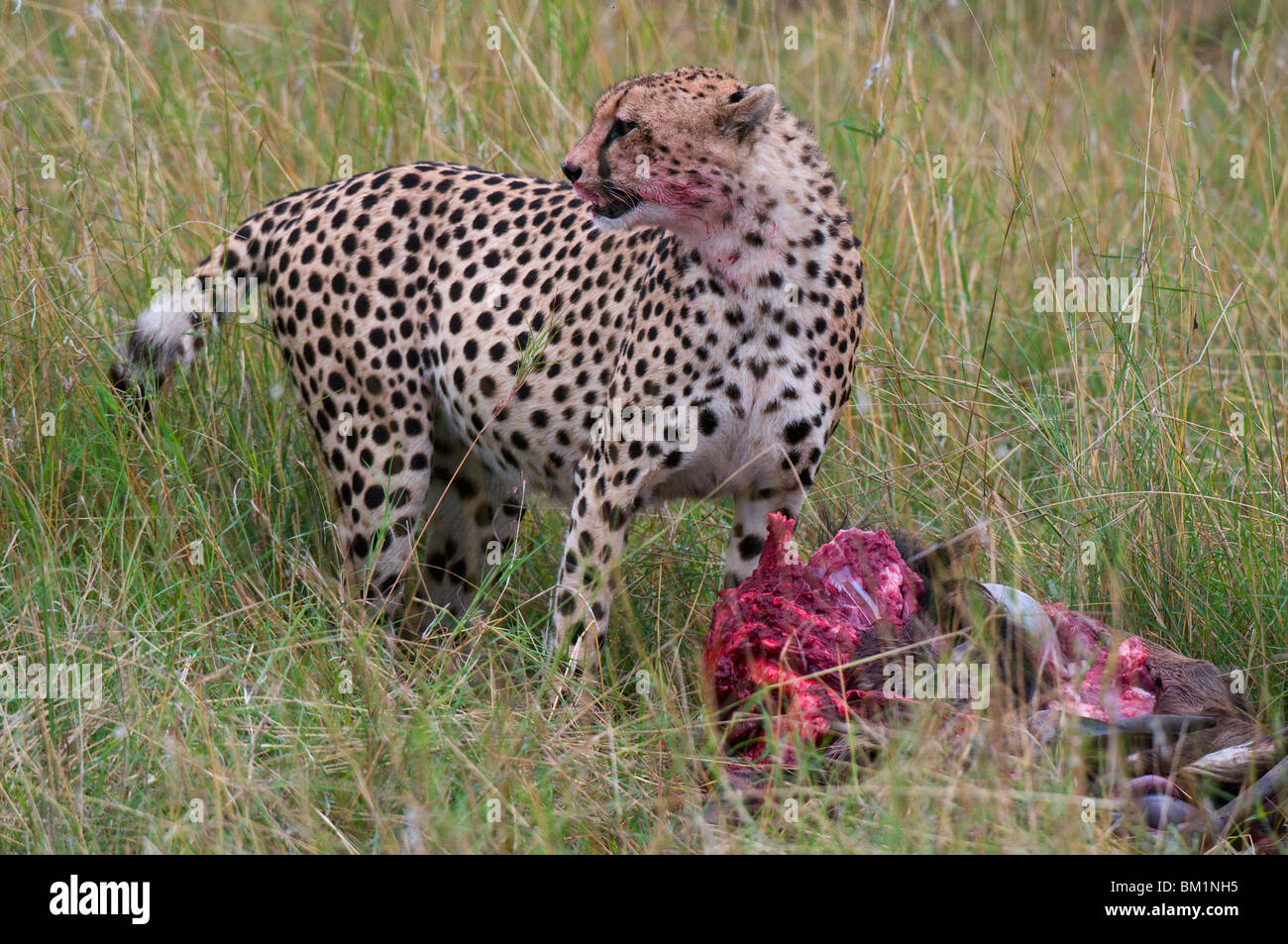 Gepard (Acinonyx Jubatus) Essen Gnus töten, Masai Mara National Reserve, Kenia, Ostafrika, Afrika Stockfoto