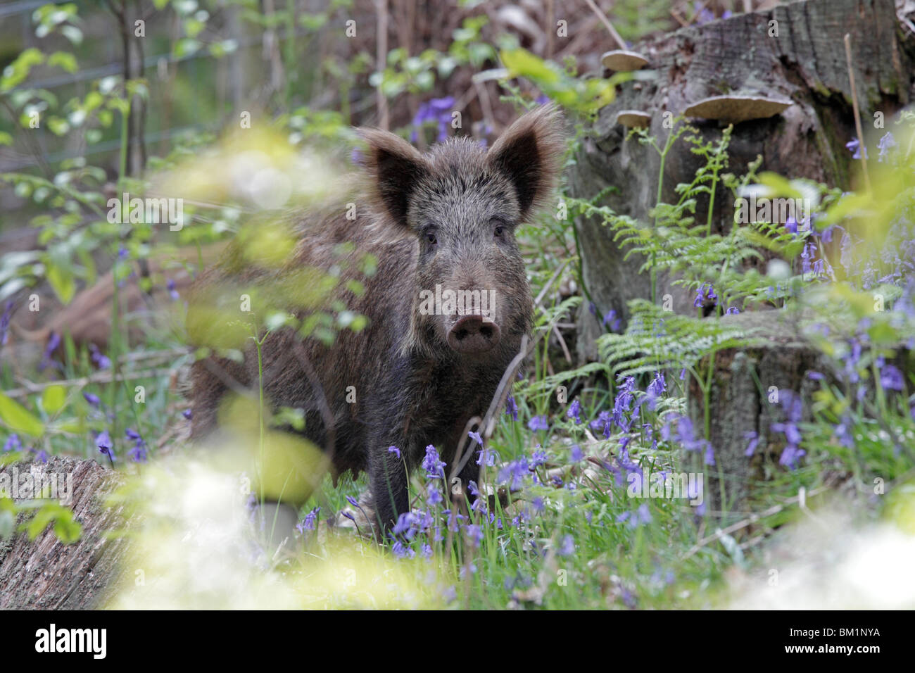 Wildschwein säen Ij der Forest of Dean Zeitpunkt Bluebell Stockfoto