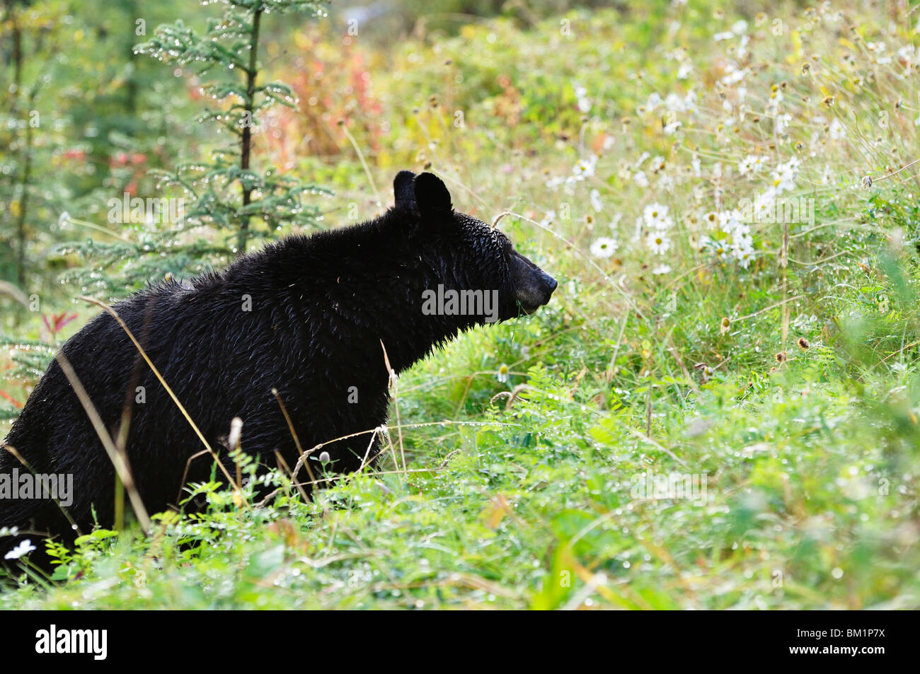 Schwarzer Bär, Jasper Nationalpark, Alberta, Kanada, Nordamerika Stockfoto