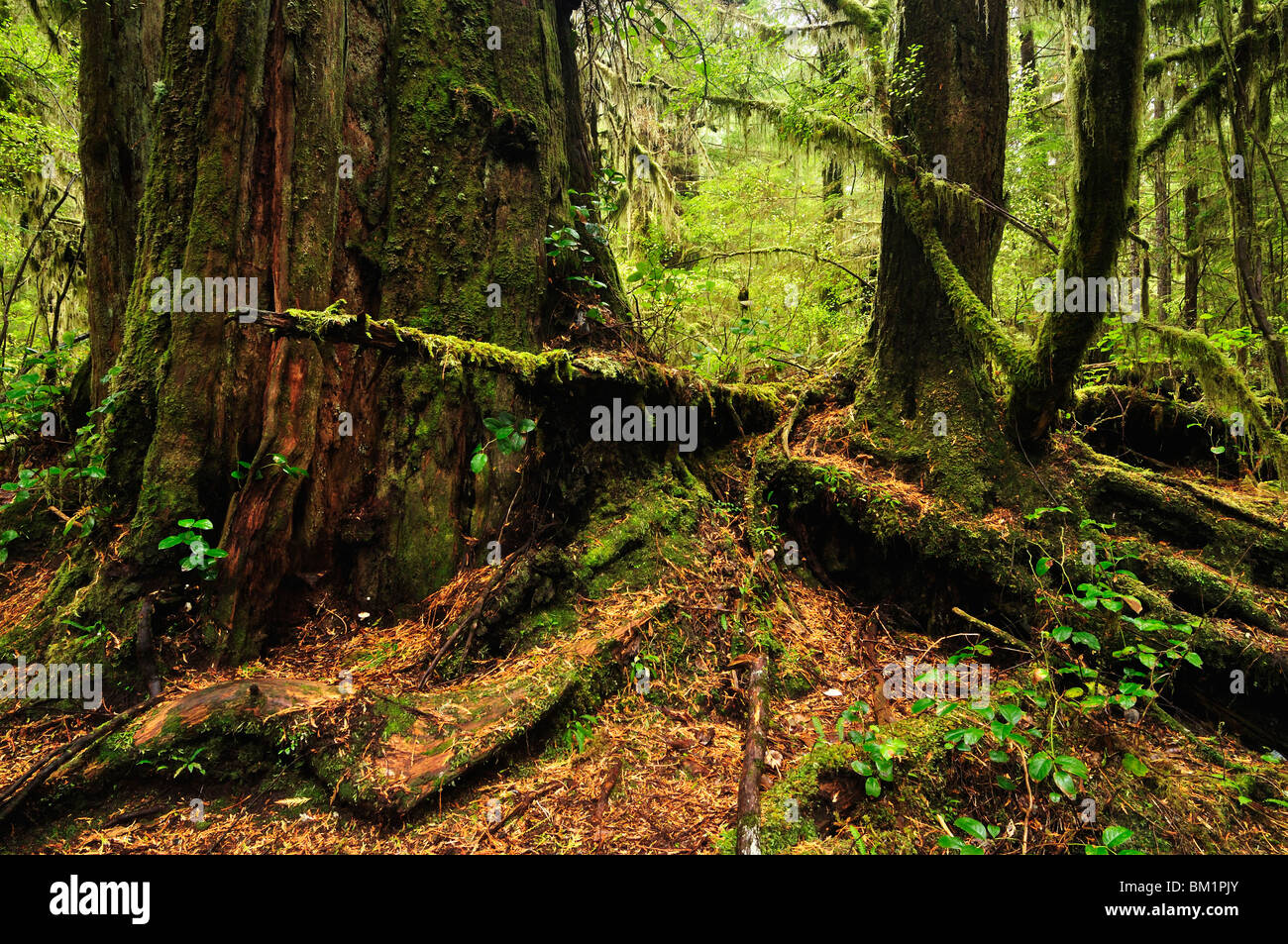 Regenwald, Pacific Rim National Park, Vancouver Island, British Columbia, Kanada, Nordamerika Stockfoto