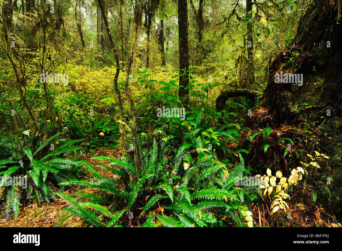 Regenwald, Pacific Rim National Park, Vancouver Island, British Columbia, Kanada, Nordamerika Stockfoto