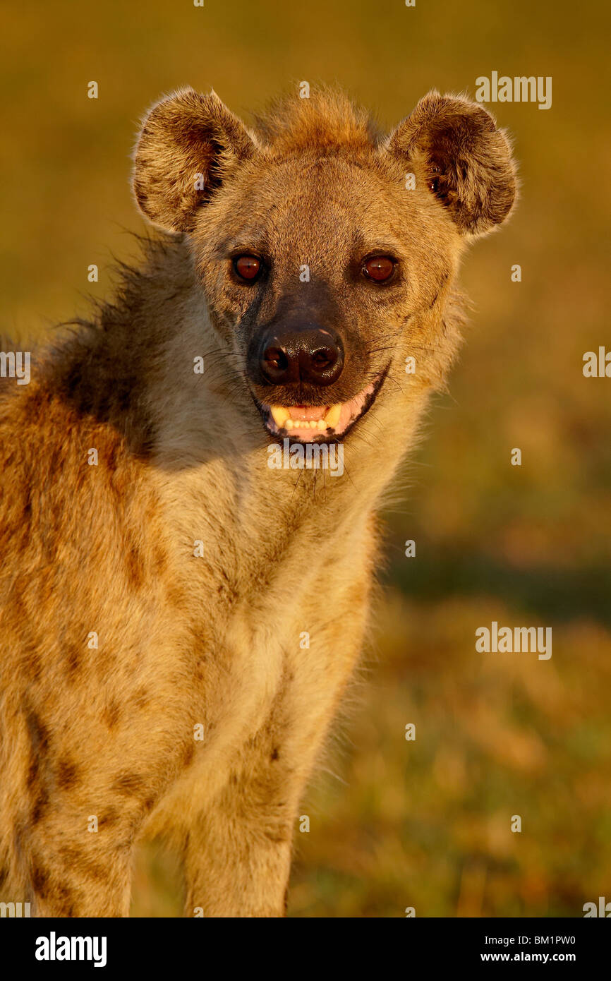 Hyäne (gefleckte zerbeissen) entdeckt (Crocuta Crocuta), Masai Mara National Reserve, Kenia, Ostafrika, Afrika Stockfoto