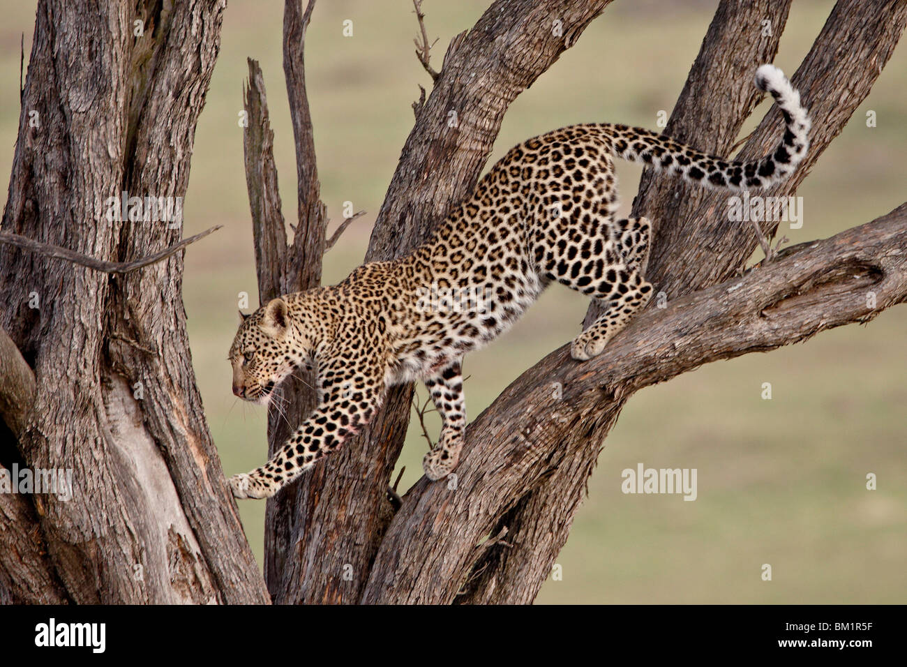 Leopard (Panthera Pardus) in einem Baum, Masai Mara National Reserve, Kenia, Ostafrika, Afrika Stockfoto