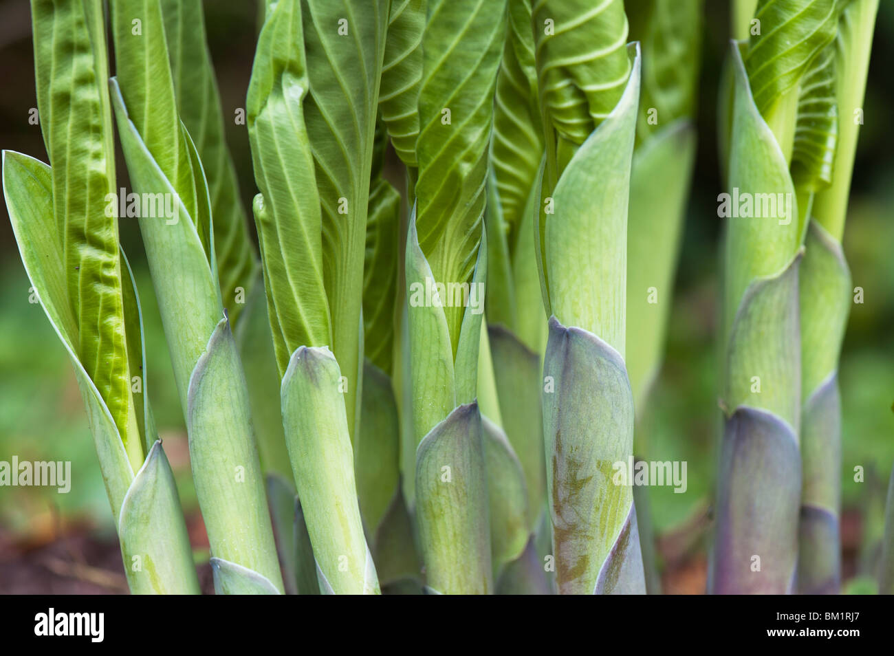 Die Hosta nowdon 'plant Leaf schießt sich im Frühjahr. Großbritannien Stockfoto