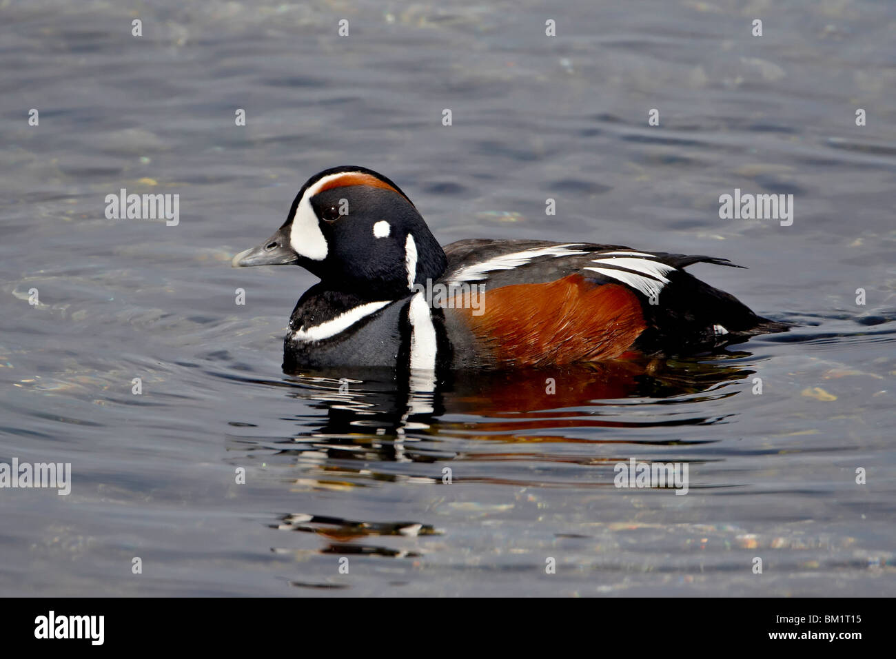 Männliche Harlekin Ente (Histrionicus Histrionicus), in der Nähe von Victoria, Britisch-Kolumbien, Kanada, Nordamerika Stockfoto