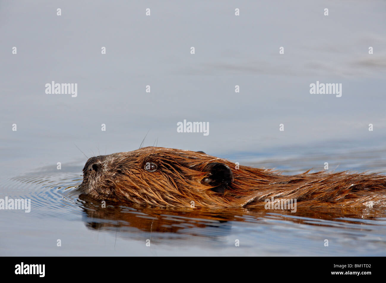 Biber (Castor Canadensis) schwimmen, Denali Nationalpark und Reservat, Alaska, Vereinigte Staaten von Amerika, Nordamerika Stockfoto