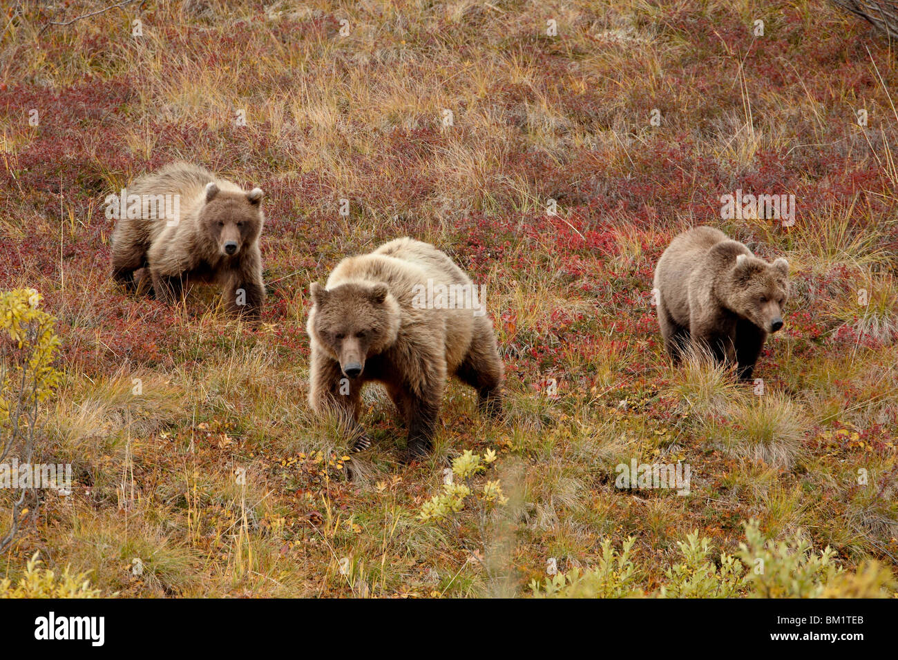 Grizzly Bär (Ursus Arctos Horribilis) mit zwei jährigen Jungen, Denali National Park, Alaska, Vereinigte Staaten von Amerika Stockfoto