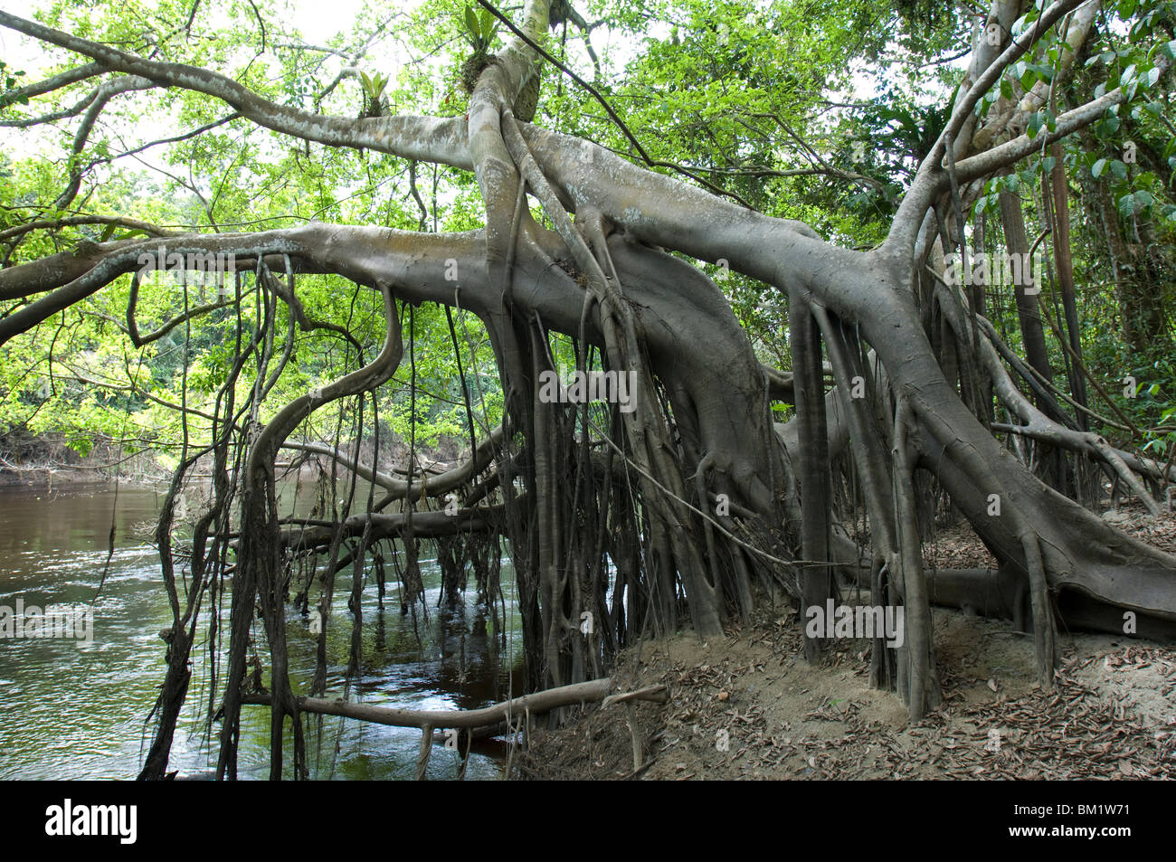 Würgefeige Baum am Ufer des Flusses Rio Yanayacu, Loreto Region, Peru Stockfoto