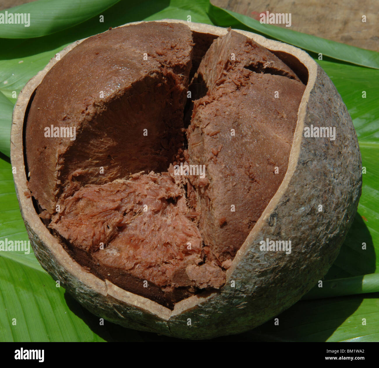 Nahaufnahme einer gebrochenen Cannonball-Frucht (Couroupita Guianensis), Cabo Lopez, Rio Itaya, Loreto Region, Peru Stockfoto