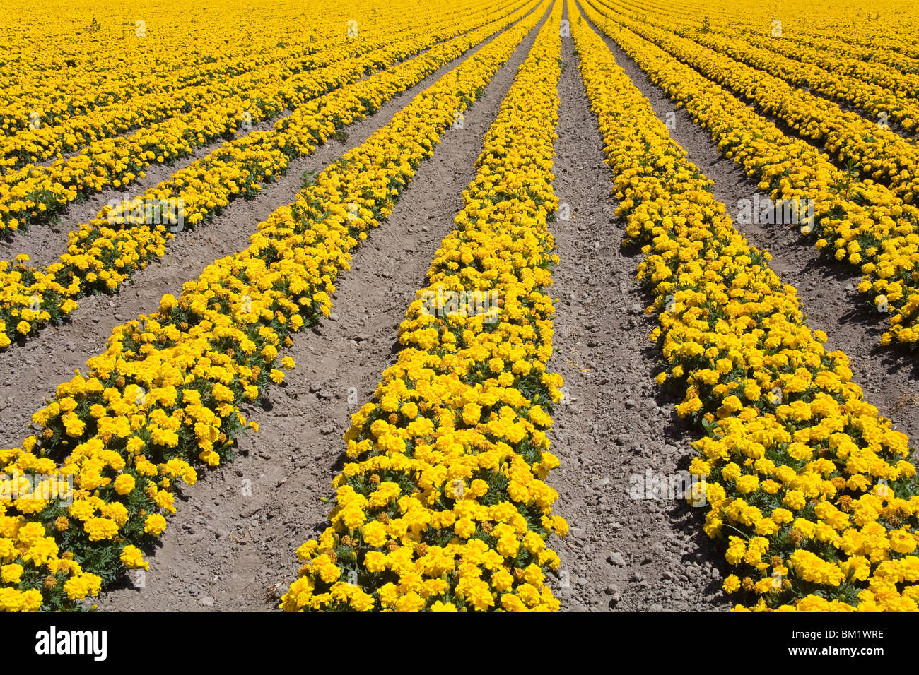 Blume Bauernhof, Lompoc, Santa Barbara County, Zentral-Kalifornien, Vereinigte Staaten von Amerika, Nordamerika Stockfoto