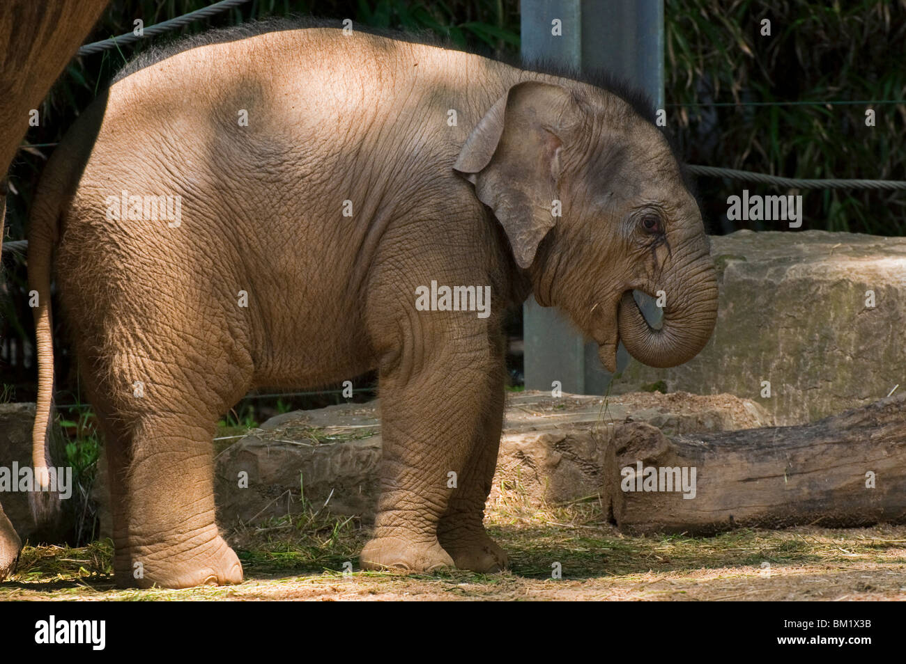 Young Asian / asiatischen Elefanten (Elephas Maximus) mit Stamm im Mund an den Zoo Antwerpen Stockfoto