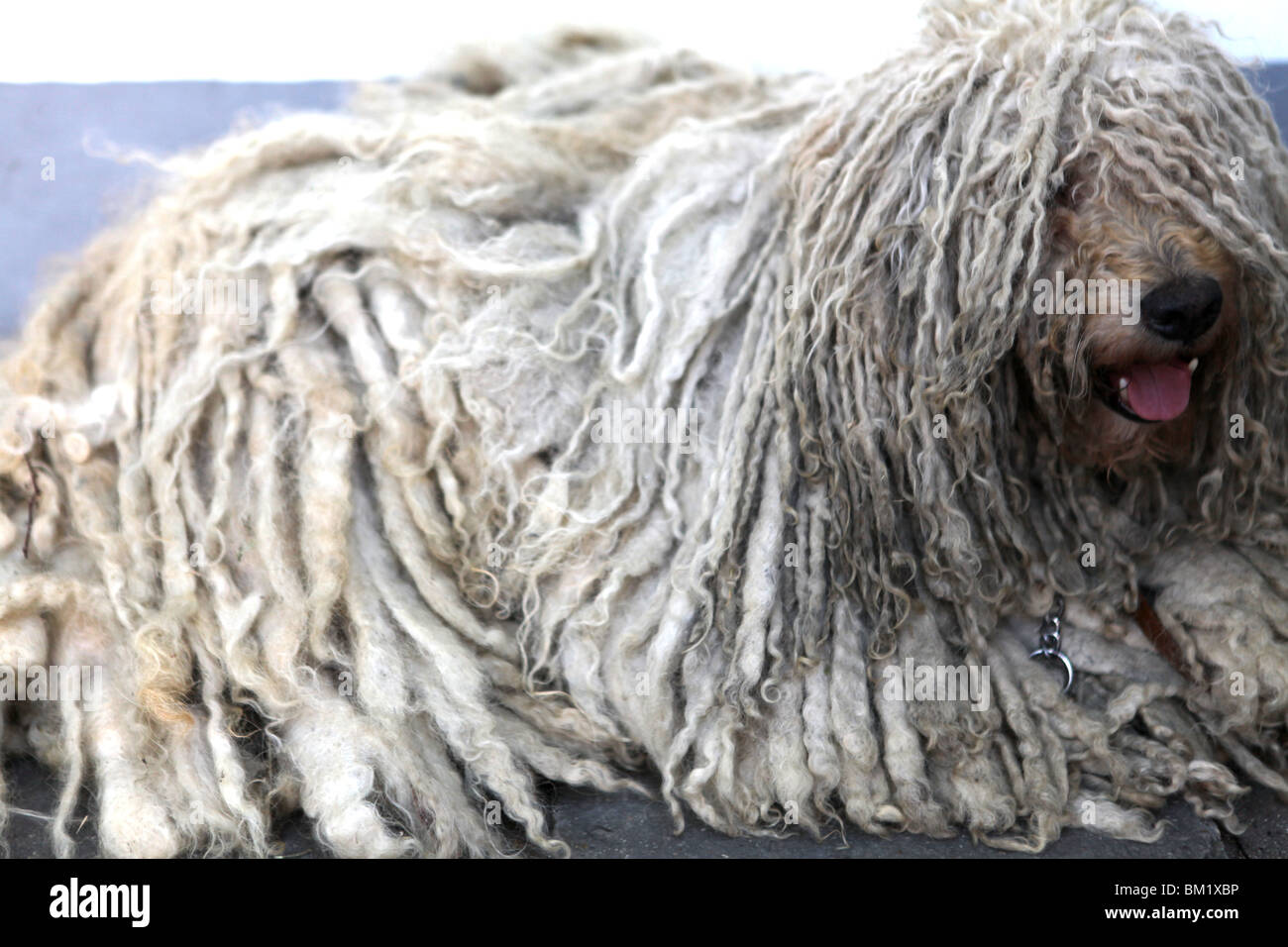 Ein Puli oder ungarischer Wasserhund bekannt für seine zottige Haarkleid, ähnlich wie Dreadlocks in Kecskemét, Ungarn, Europa. Stockfoto