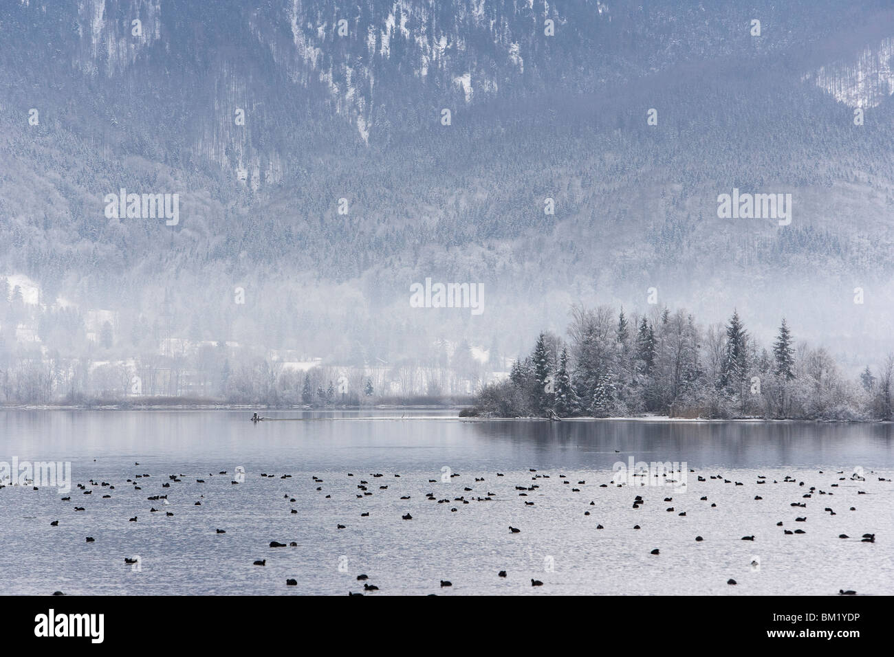 Kochel See im Winter mit Nebel und kahlen Blässhuhn Stockfoto