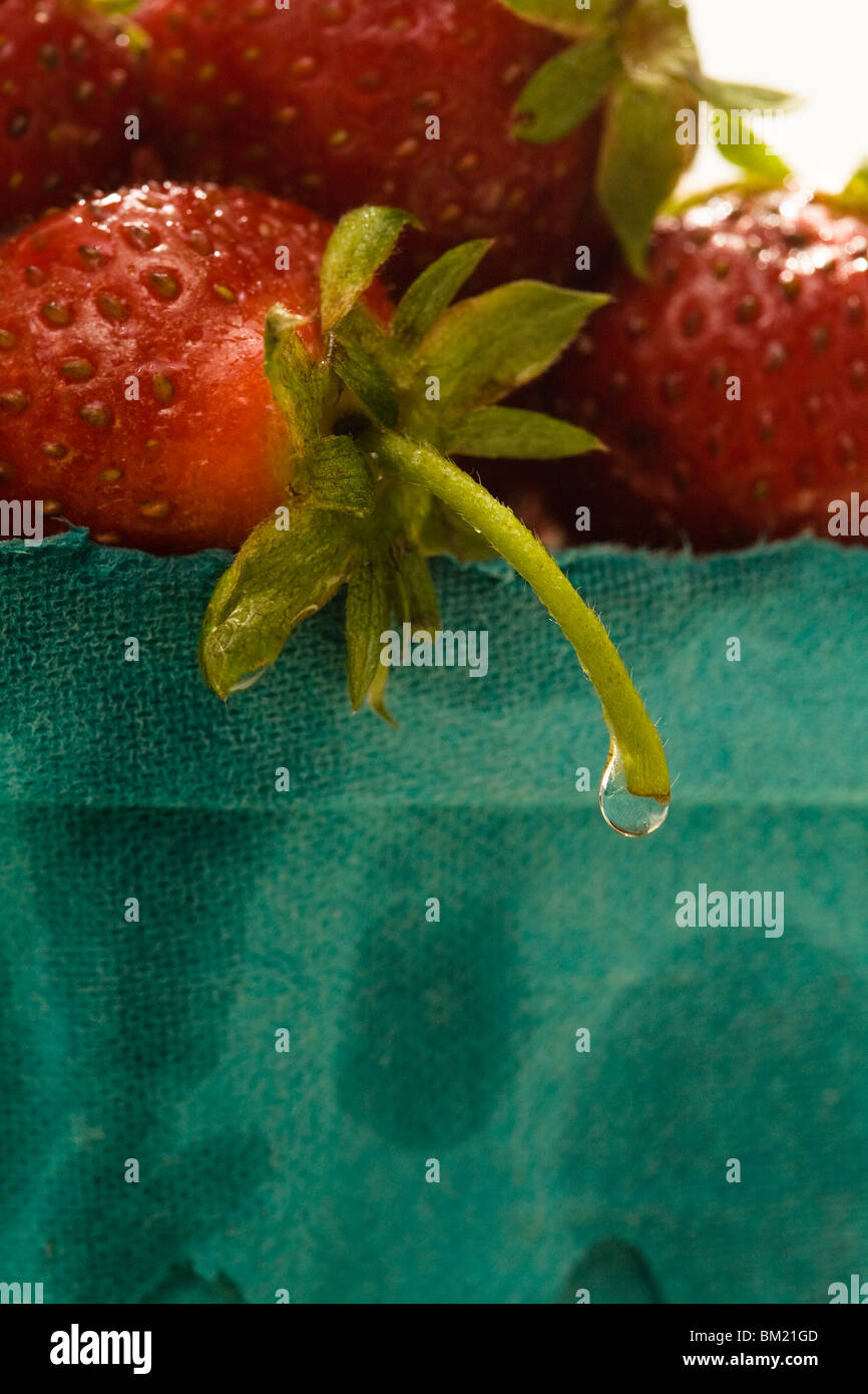 Erdbeeren in Green-Card-Board-container Stockfoto
