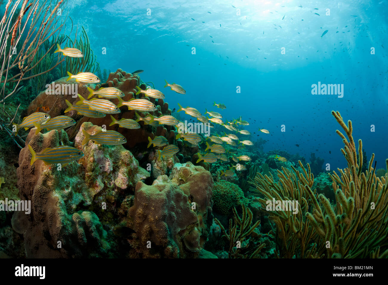 Smallmouth Grunt (Haemulon Chrysargyreum) schwimmen in einem wunderschönen tropischen Korallenriff in Bonaire, Niederländische Antillen. Stockfoto