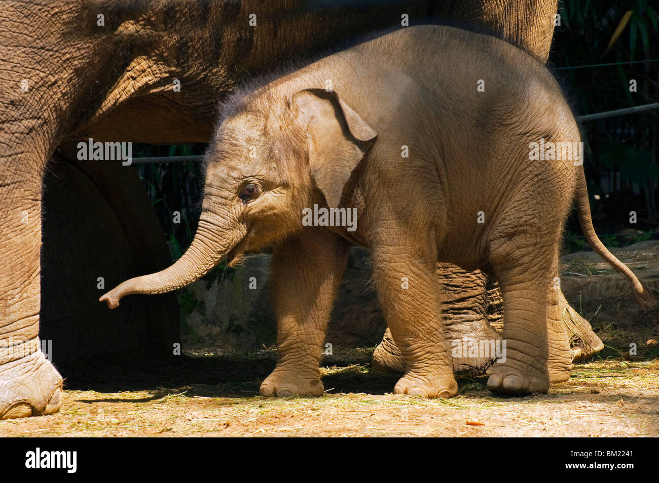 Kai-Mook, das Baby asiatisch / asiatische Elefanten (Elephas Maximus) im Zoo Antwerpen Stockfoto