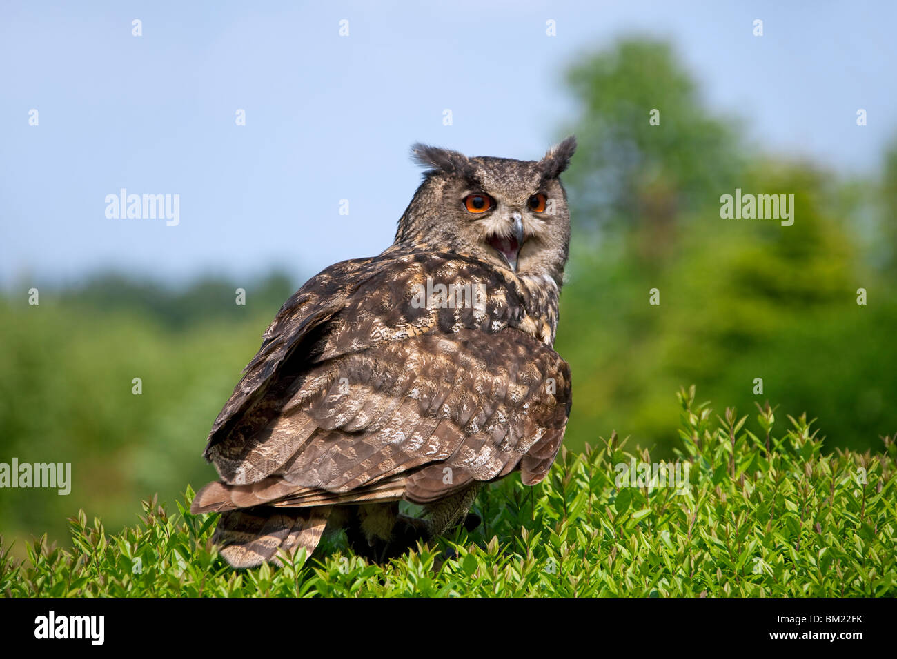 Adler Eule (Bubo Bubo) in Baum schreien, Deutschland Stockfoto