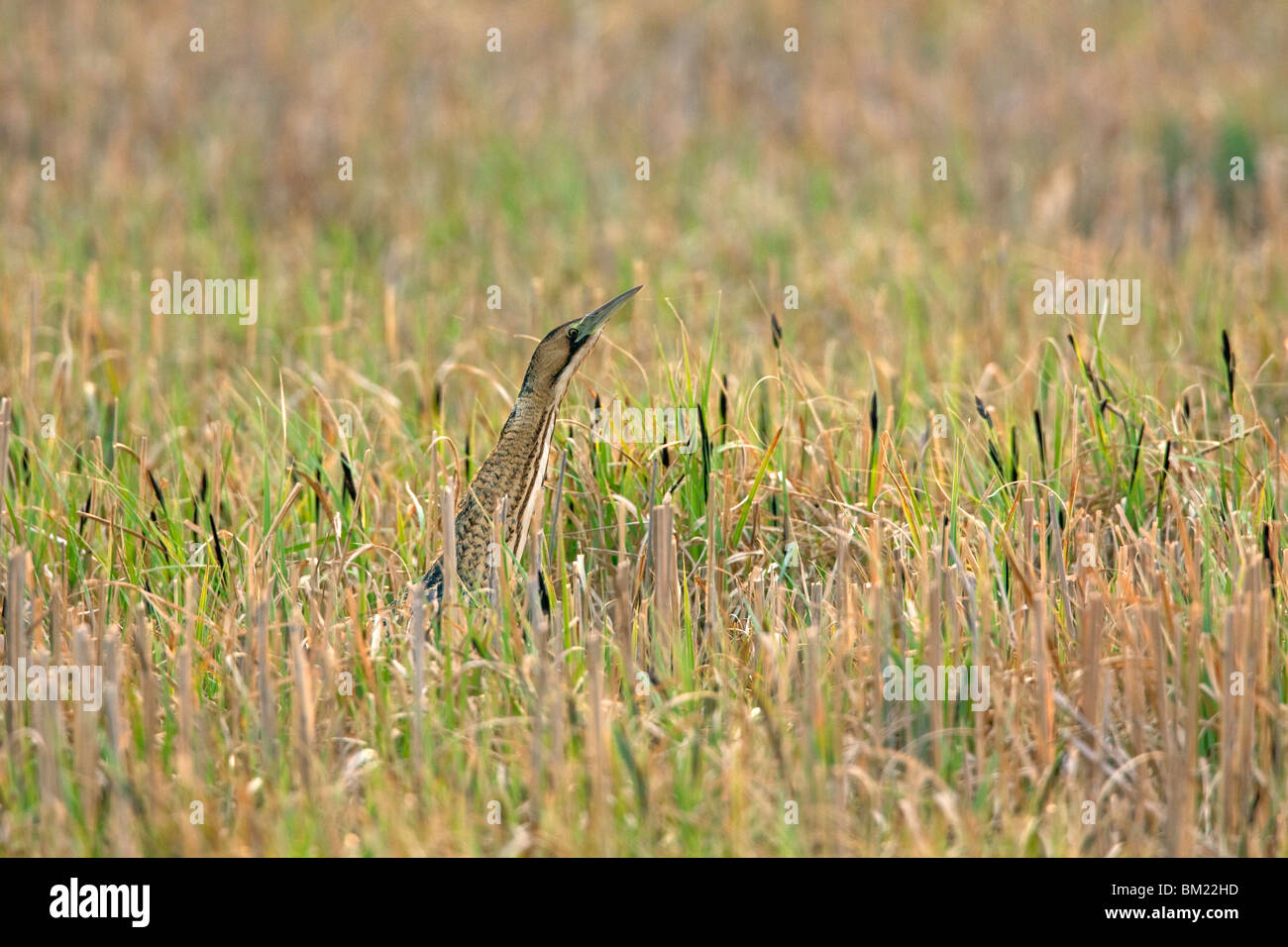 Eurasische Rohrdommel / Rohrdommel (Botaurus Stellaris) stehen in typischen Camouflage Position im Grünland, Österreich Stockfoto