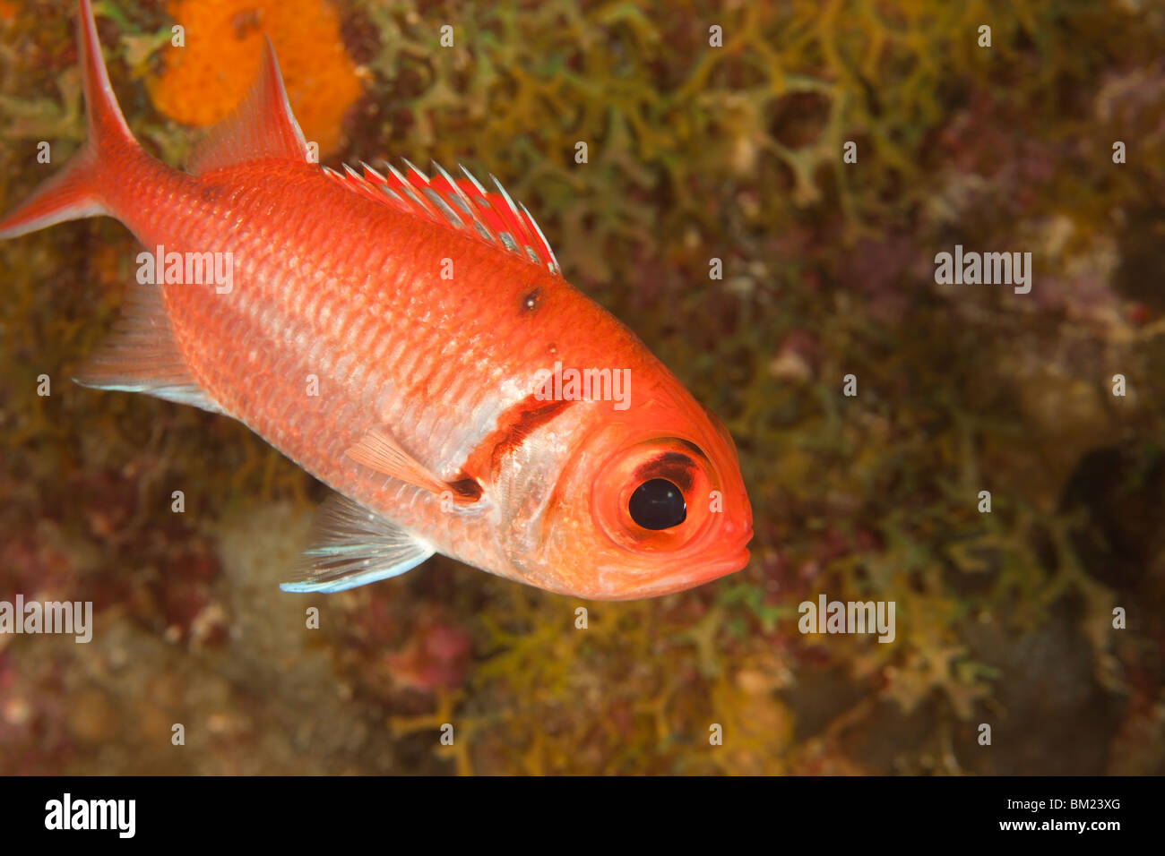 Blackbar Soldierfish (Myripristris Jacobus) an einem tropischen Korallenriff in Bonaire, Niederländische Antillen. Stockfoto