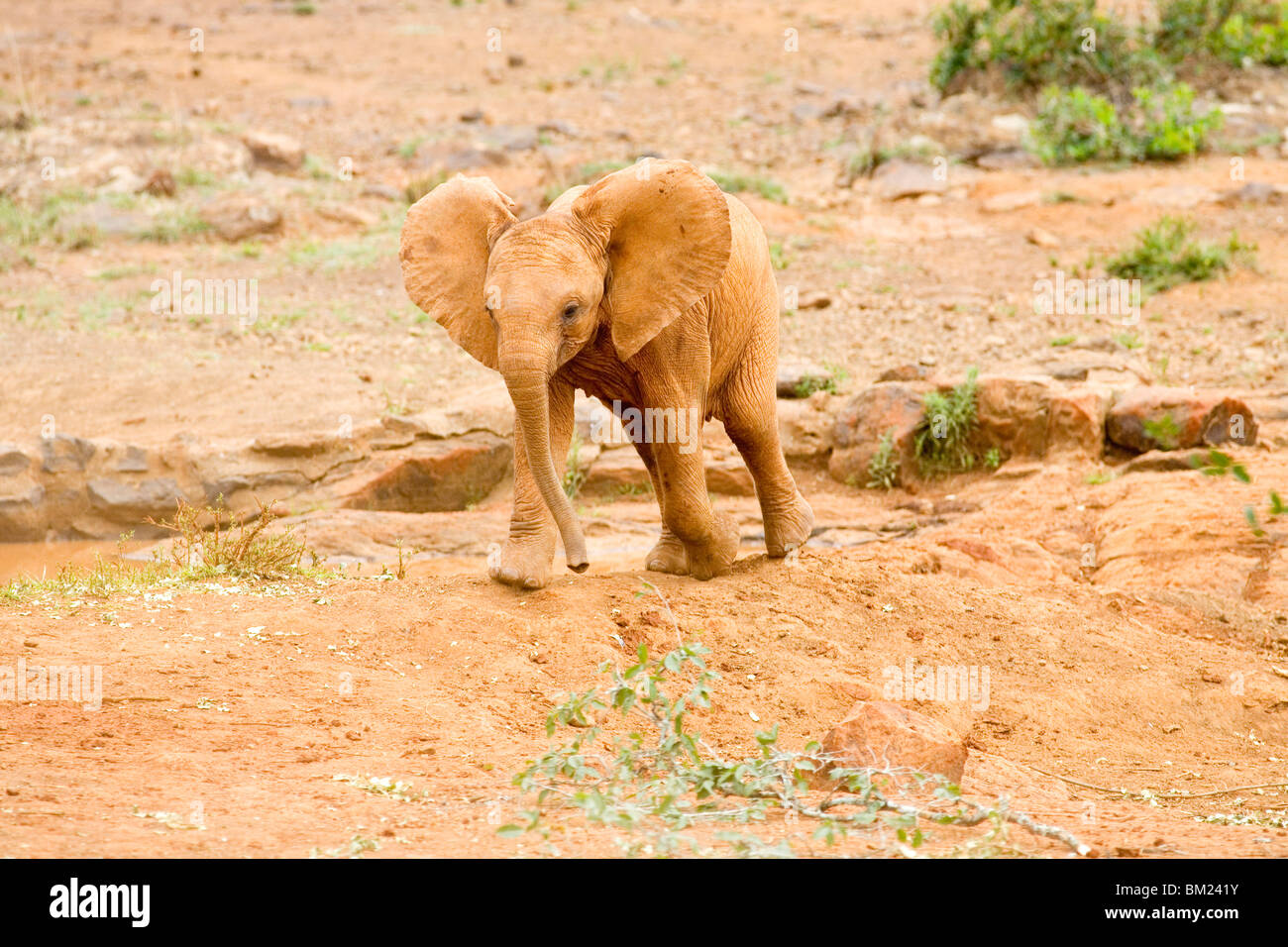 Afrikanischer Elefant Kalb (Loxodonta Africana) in einem Wald, Nairobi, Kenia Stockfoto