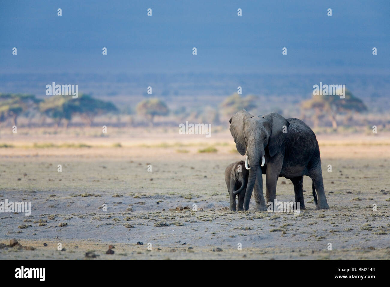 Afrikanischer Elefant mit seiner Wade (Loxodonta Africana), Amboseli Nationalpark, Kenia Stockfoto