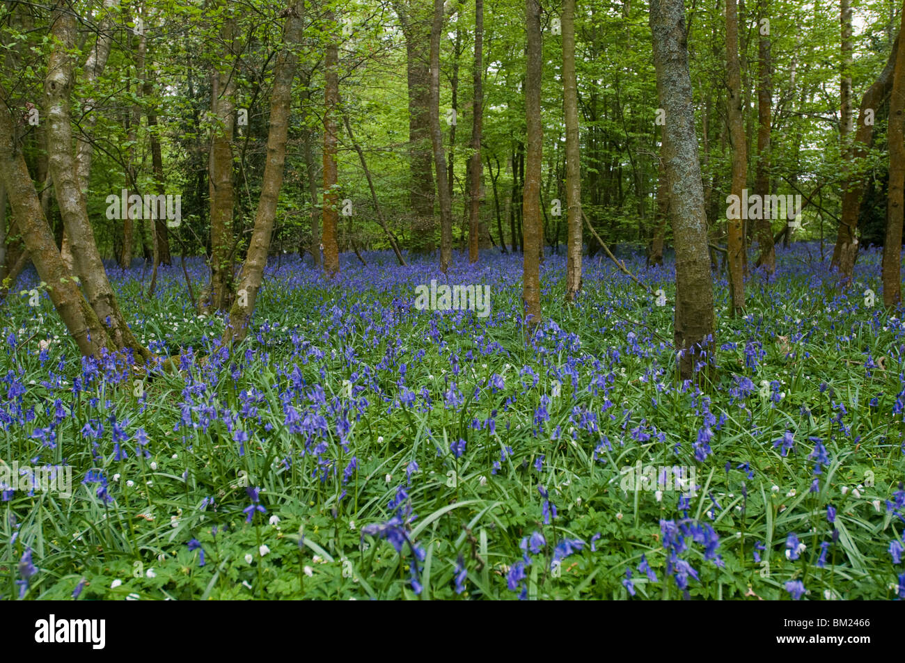 Vereinigtes Königreich, ENGLAND - Glockenblumen in einem Wald. Stockfoto