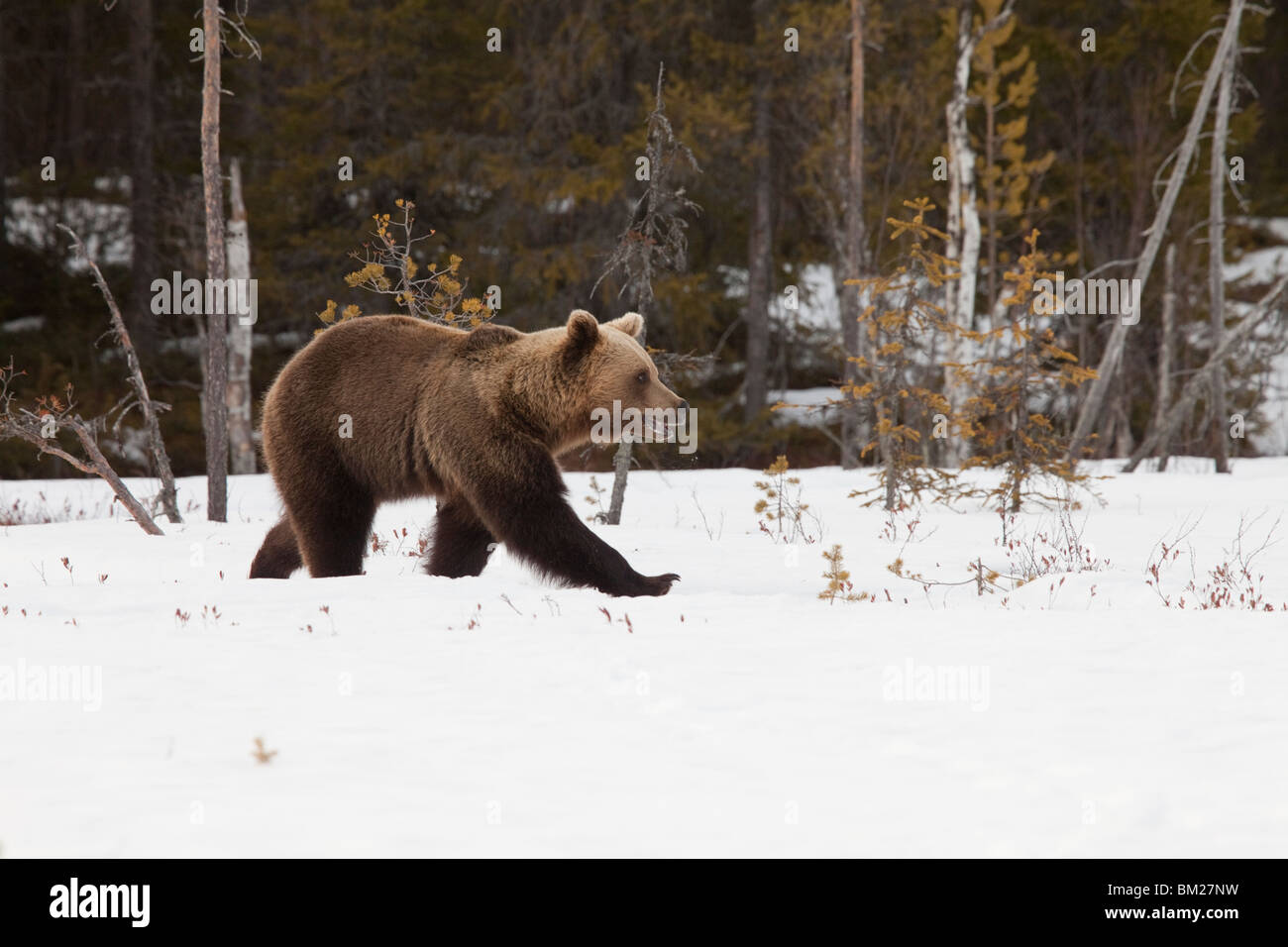Eurasische Braunbären in den Schnee. Stockfoto