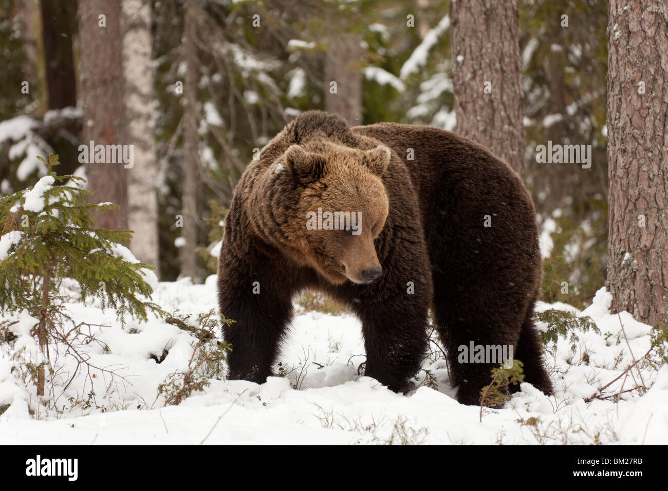 Eurasische Braunbären in den Schnee in der Taiga-Wald. Stockfoto
