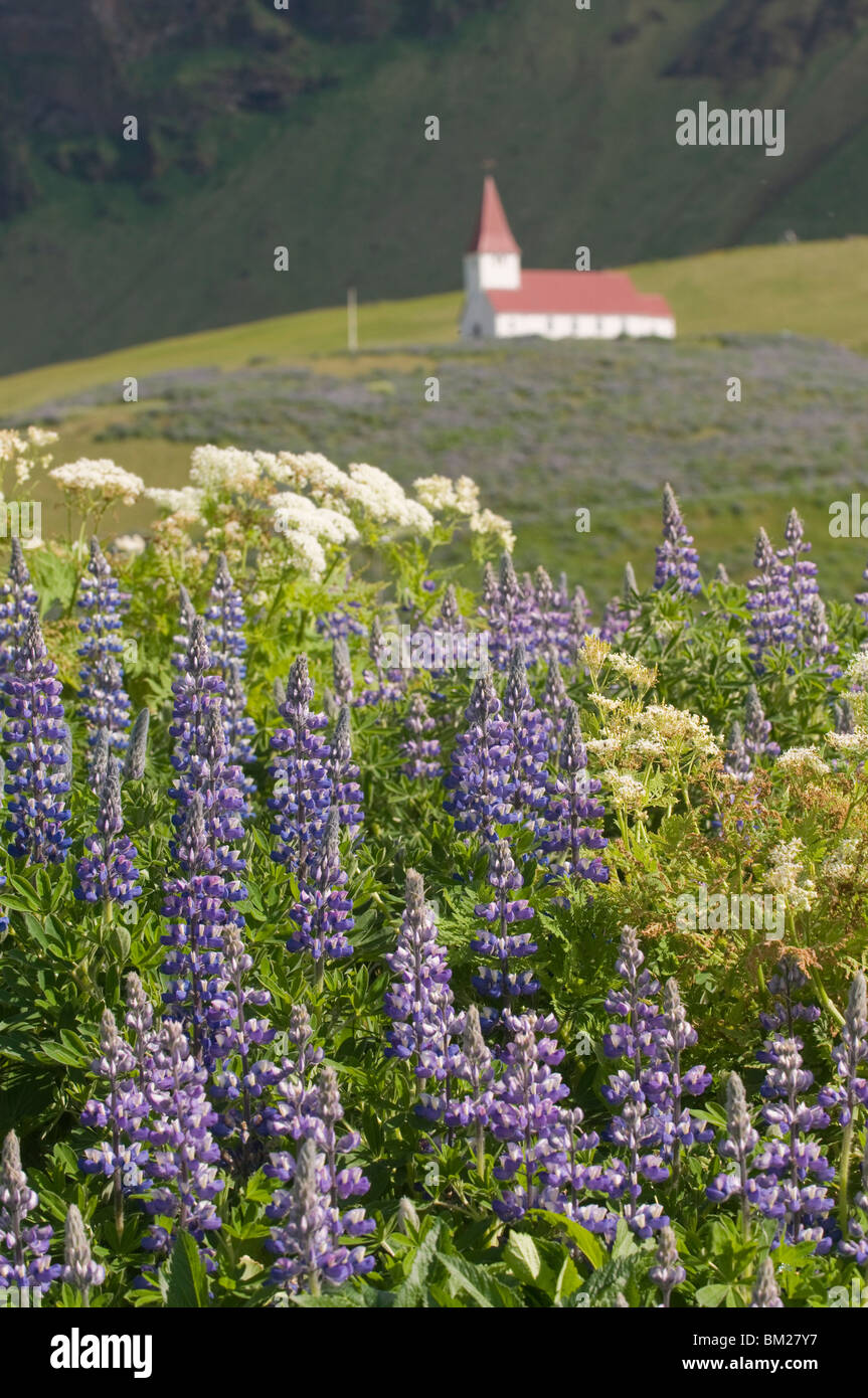 Kirche und Blume Wiese von Lupinen, Vik, Iceland, Polarregionen Stockfoto