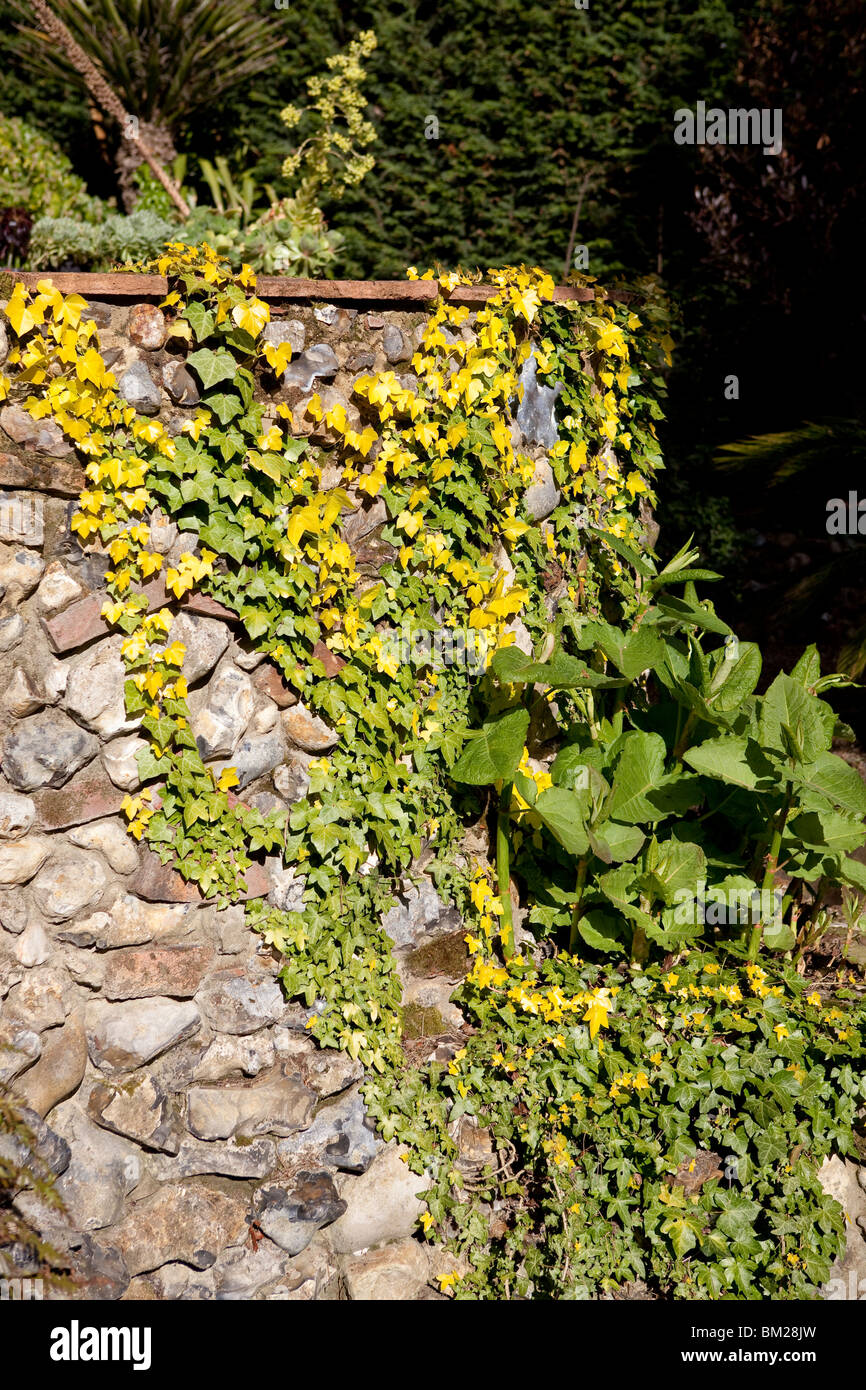 Hedera Helix (gemeinsame Efeu), die eine gelbe Farbe durch natrliche  Ursachen gebildet hat Stockfotografie - Alamy