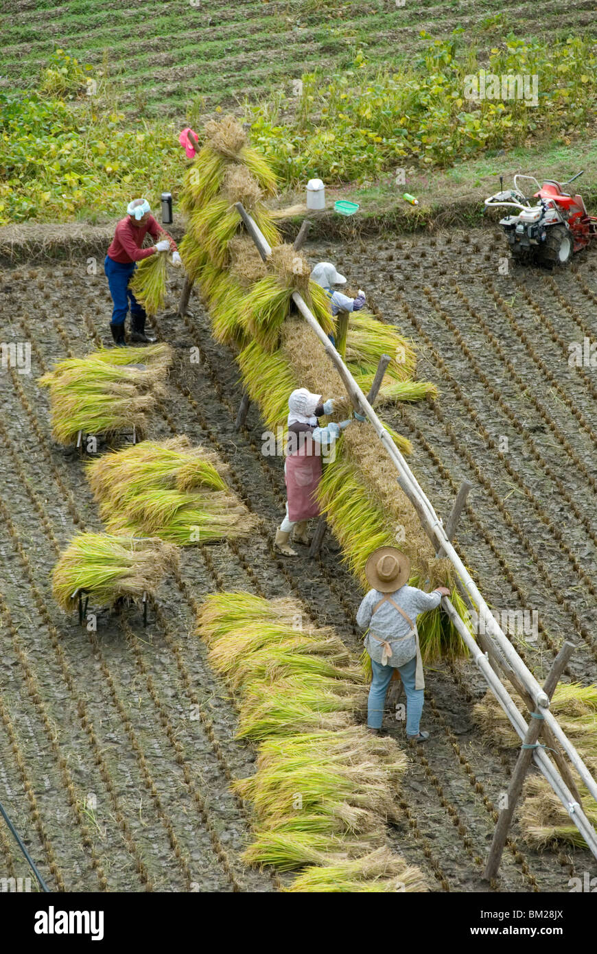 Reisernte, hängen geschnitten Reis zu trocken, Hiraizumi, Iwate-Ken, Nord-Honshu, Japan Stockfoto