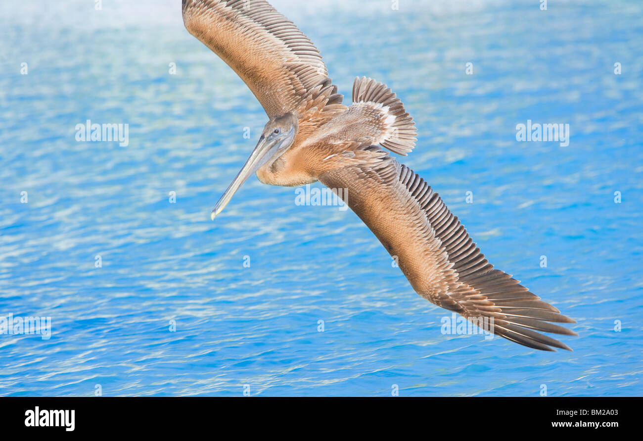 Pelikan fliegen über Meer, Key West, Florida, USA Stockfoto